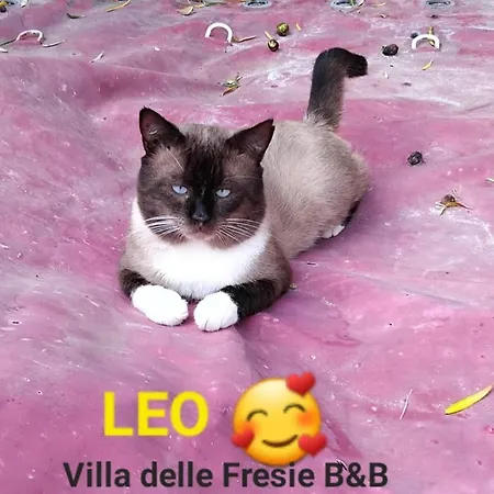 Bed & Breakfast Delle Fresie Costa degli Angeli